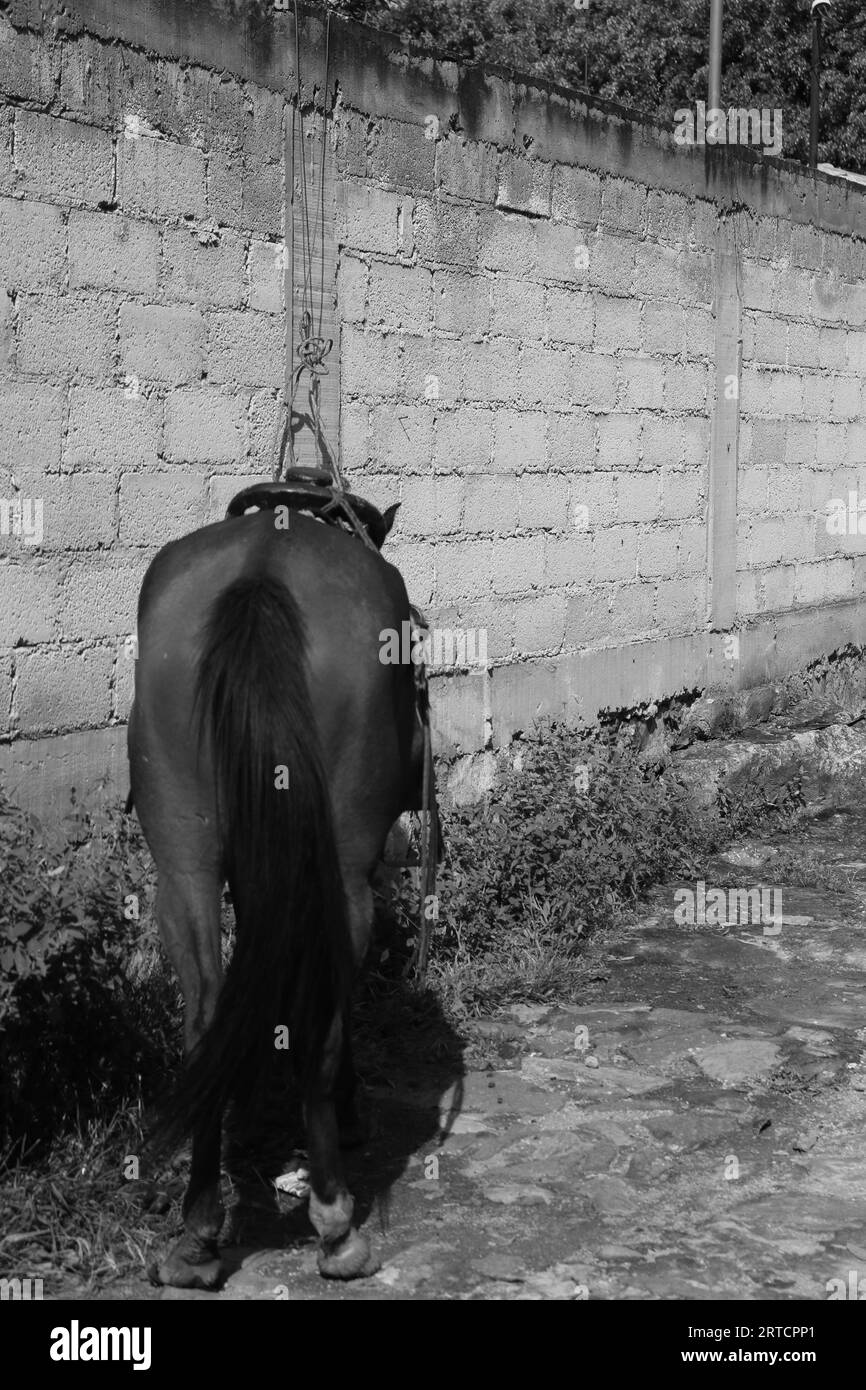 Pferd rückwärts, Valle de Bravo, México. Stockfoto