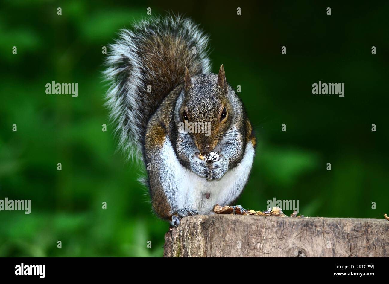 Erwachsenes graues Eichhörnchen sciurus carolinensis Stockfoto