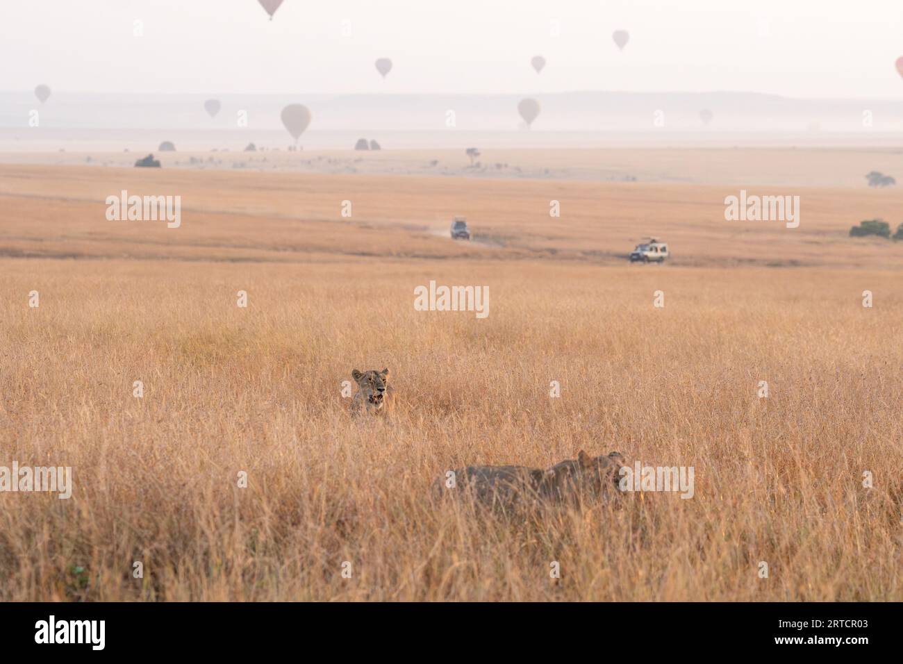 Löwenjungen spielen und Ballon in Masai Mara Kenia Afrika Stockfoto