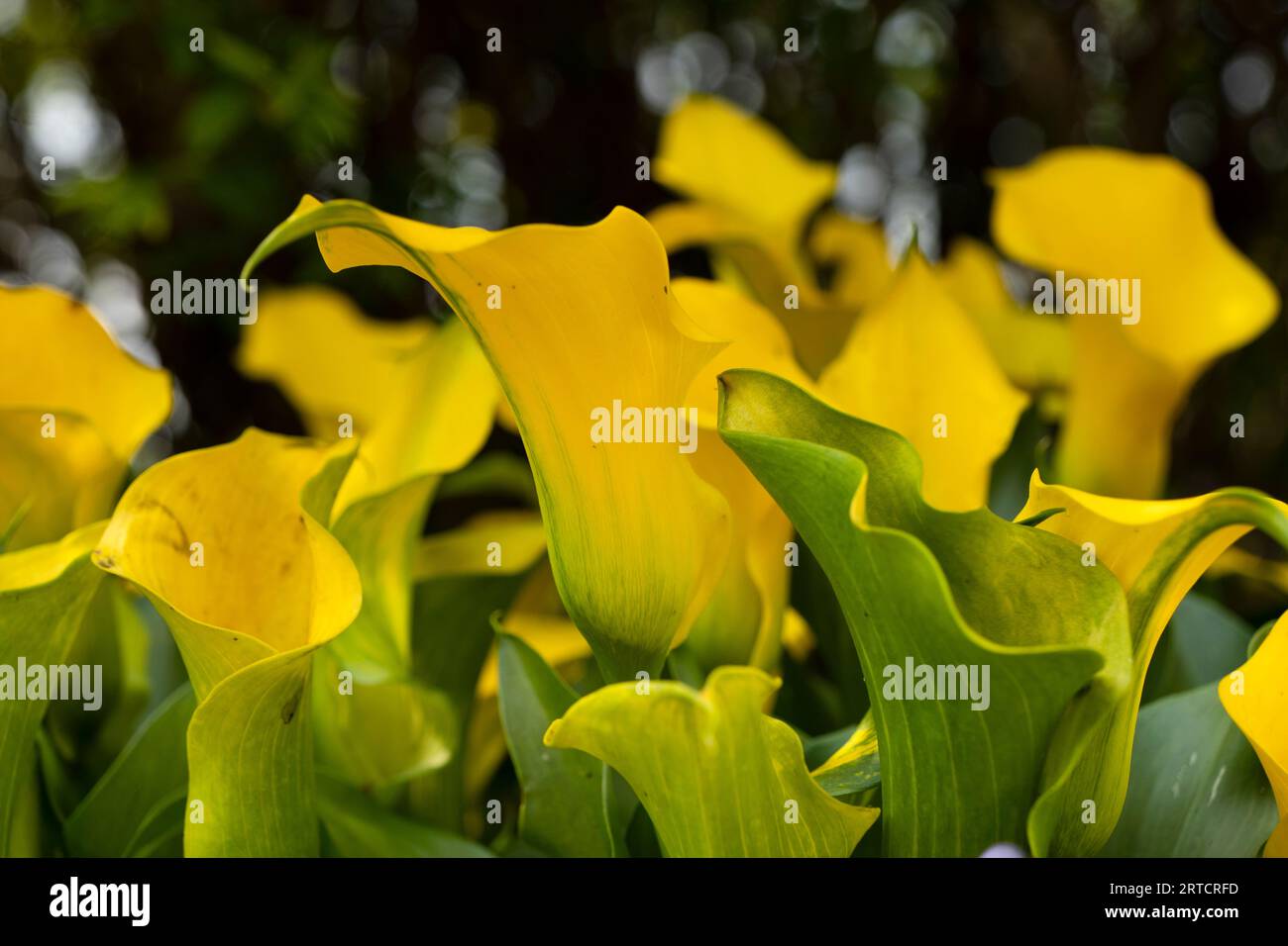 Nahaufnahme gelber Bokeh-Hintergrund der Calla-Lilie Stockfoto