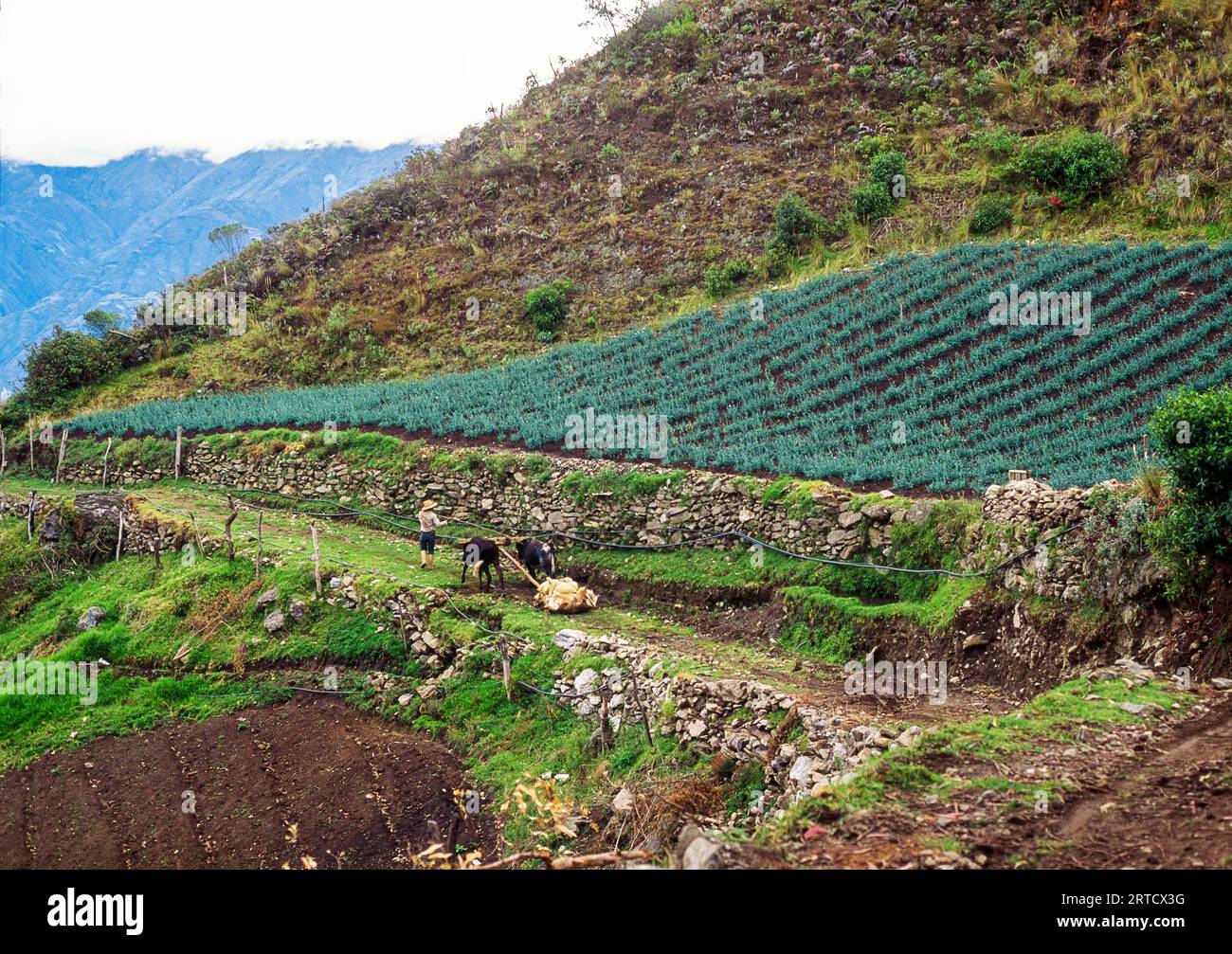 Mann, der mit Yaks läuft, die eine Last ziehen, Trujillo-Staat, Venezuela Stockfoto