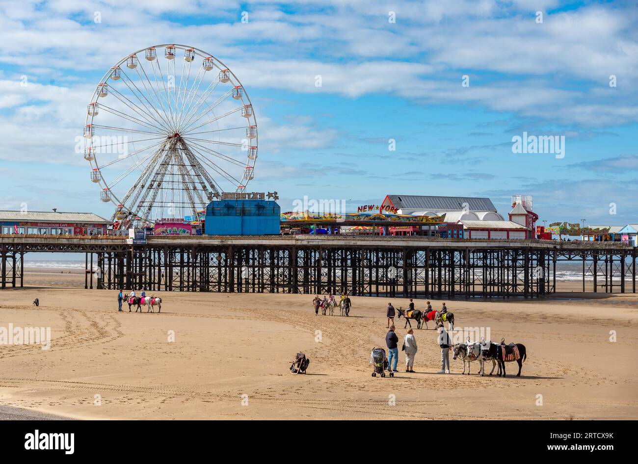 Esel am Blackpool Beach, Lancashire in der Nähe von Central Pier, Blackpool, Lancashire, Großbritannien Stockfoto