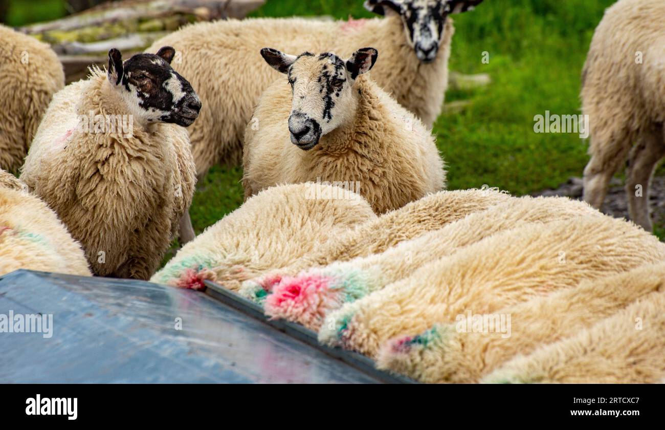 Maultierschafe in einer Futterrinne, Dunsop Bridge, Lancashire, UK. Stockfoto