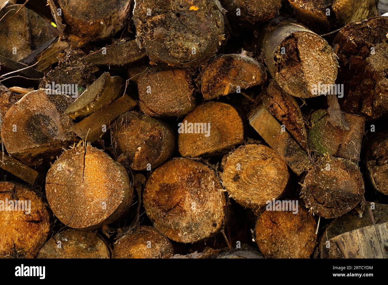 Im Hintergrund liegen gestohlene Bäume, Bäume im Wald werden abgeholzt, Bretter und Baumstämme Stockfoto