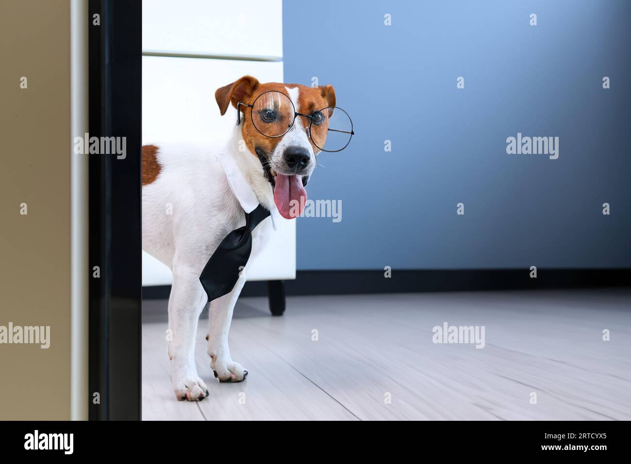 Dog Jack russell Terrier, Smart Business Dog, der eine Brille und eine Krawatte trägt, die aus dem Büro hinausblickt. Humorvolle Darstellung eines Boss-Haustiers. Stockfoto
