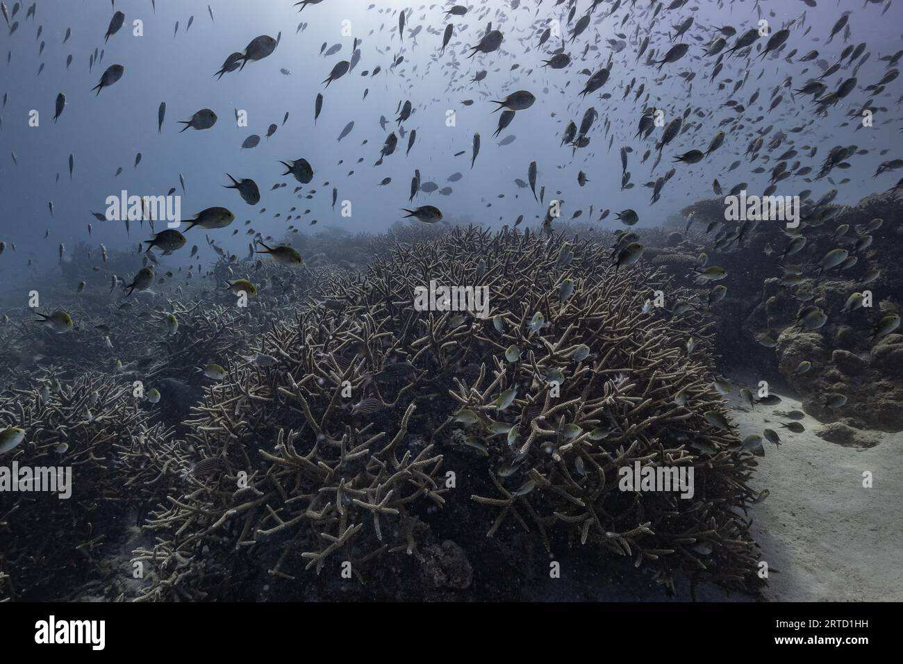 Staghornkorallenformation in der Lagune von Mayotte, über denen kleine Jungfische schwimmen – ein lebendiger Einblick in die Artenvielfalt der Riffe im Indischen Ozean Stockfoto