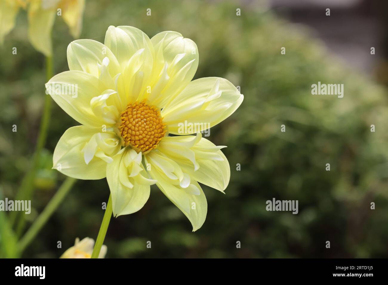 Nahaufnahme einer schönen gelben Rüschen Dahlia, einer Sorte gelber Vogel, Kopierraum Stockfoto