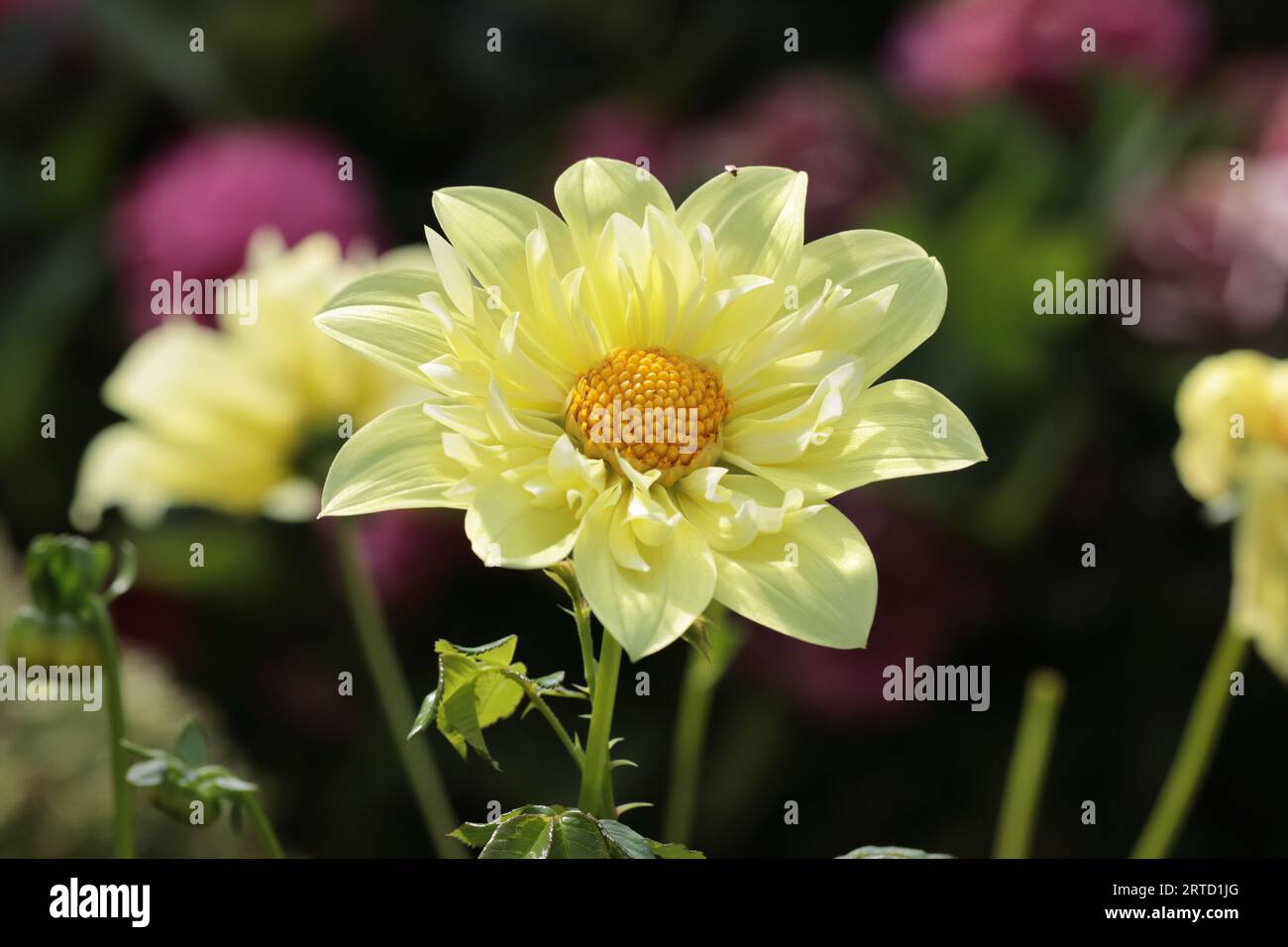 Nahaufnahme eines wunderschönen sonnendurchfluteten zitronengelben Collerette Dahlia Hybrid Yellow Bird in einem Blumenbeet Stockfoto