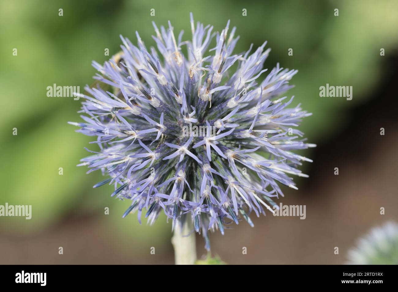 Nahaufnahme einer blauen Echinops-Bannaticus-Blume Stockfoto