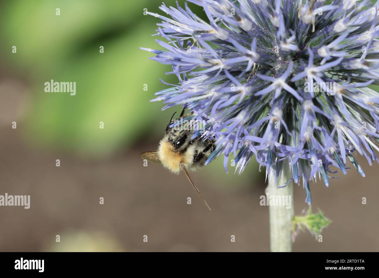 Nahaufnahme eines blauen Echinops bannaticus, an dessen Blume eine Biene Nektar sammelt, Kopierraum Stockfoto