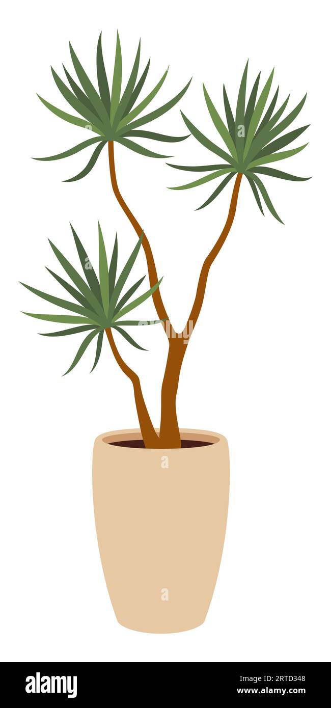 Dracaena Pflanze im Topf, isolierter Karikaturvektor beliebte Indoor Blume bekannt für seine langen, schlanken Blätter und leuchtend grüne Farbe. Es ist wartungsarm Stock Vektor