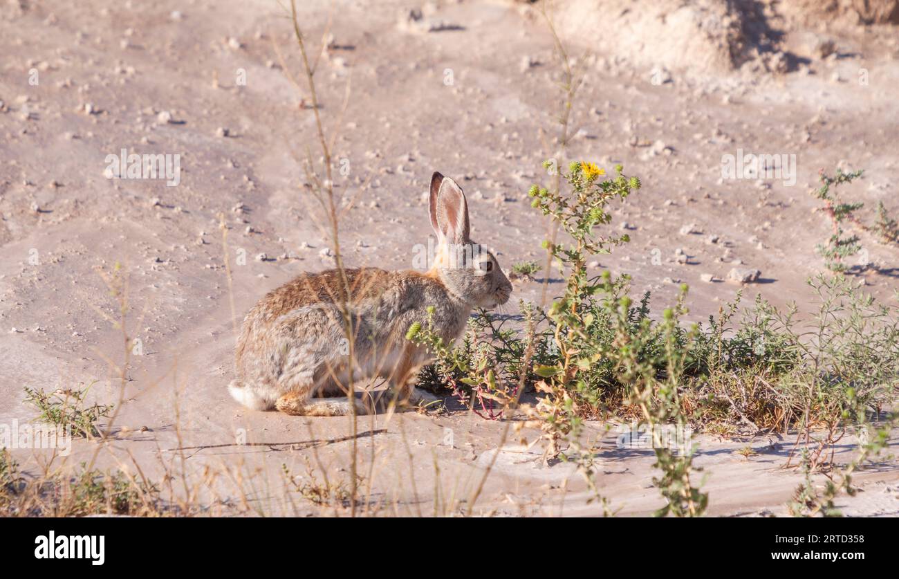 Eastern Cottontail Rabbit, Sylvilagus floridanus, im Badlands National Park in South Dakota. Stockfoto