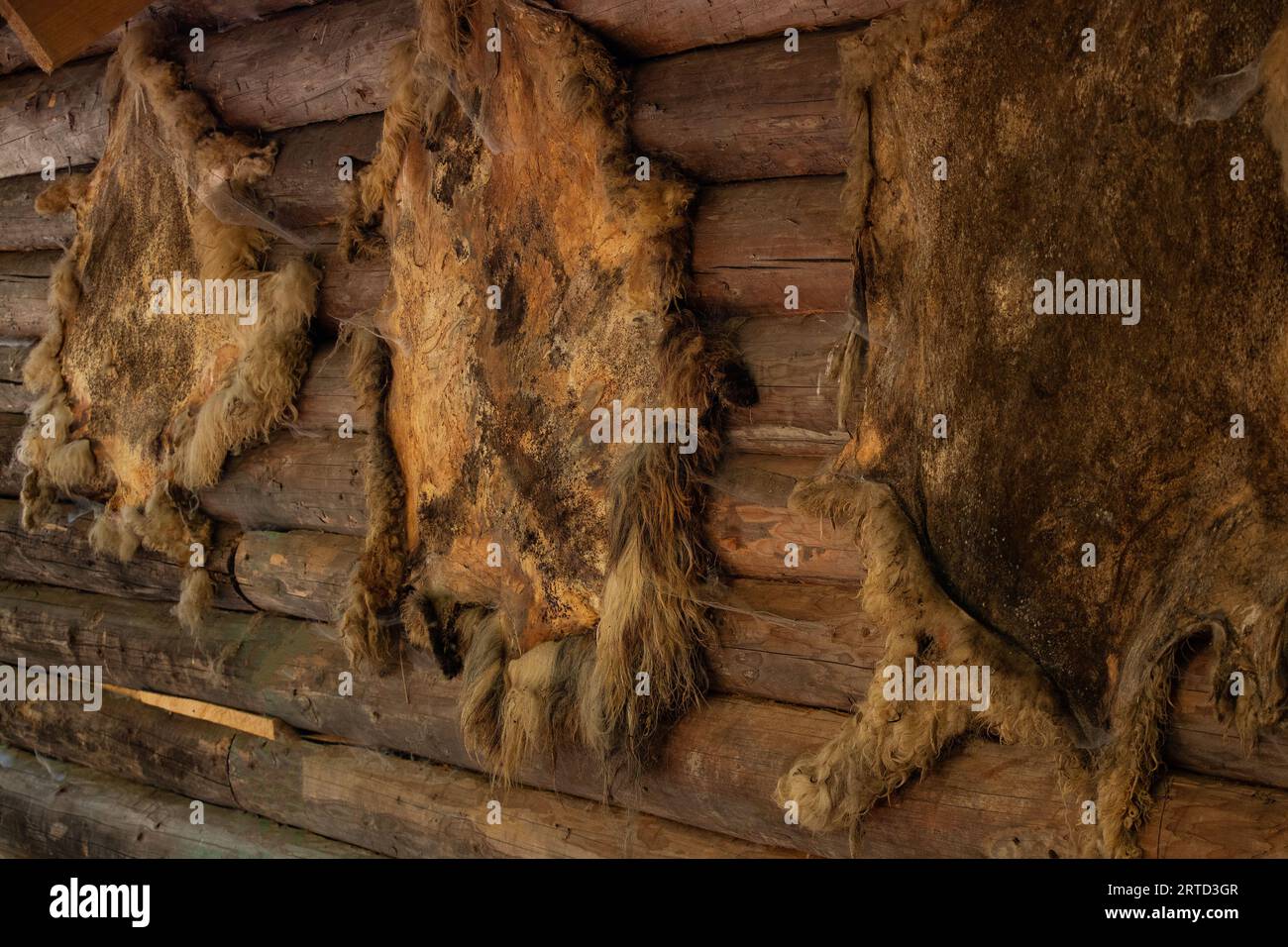 Die Haut eines Tieres im Hintergrund wiegt auf einem Holzhaus im Dorf aus der Nähe, die Haut ist von innen dunkel, ein Jagdhaus Stockfoto