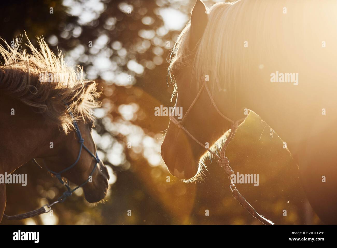Porträt zweier brauner Pferde bei goldenem Sommerlicht. Freundliche Stute und Hengst zusammen in der Natur. Stockfoto