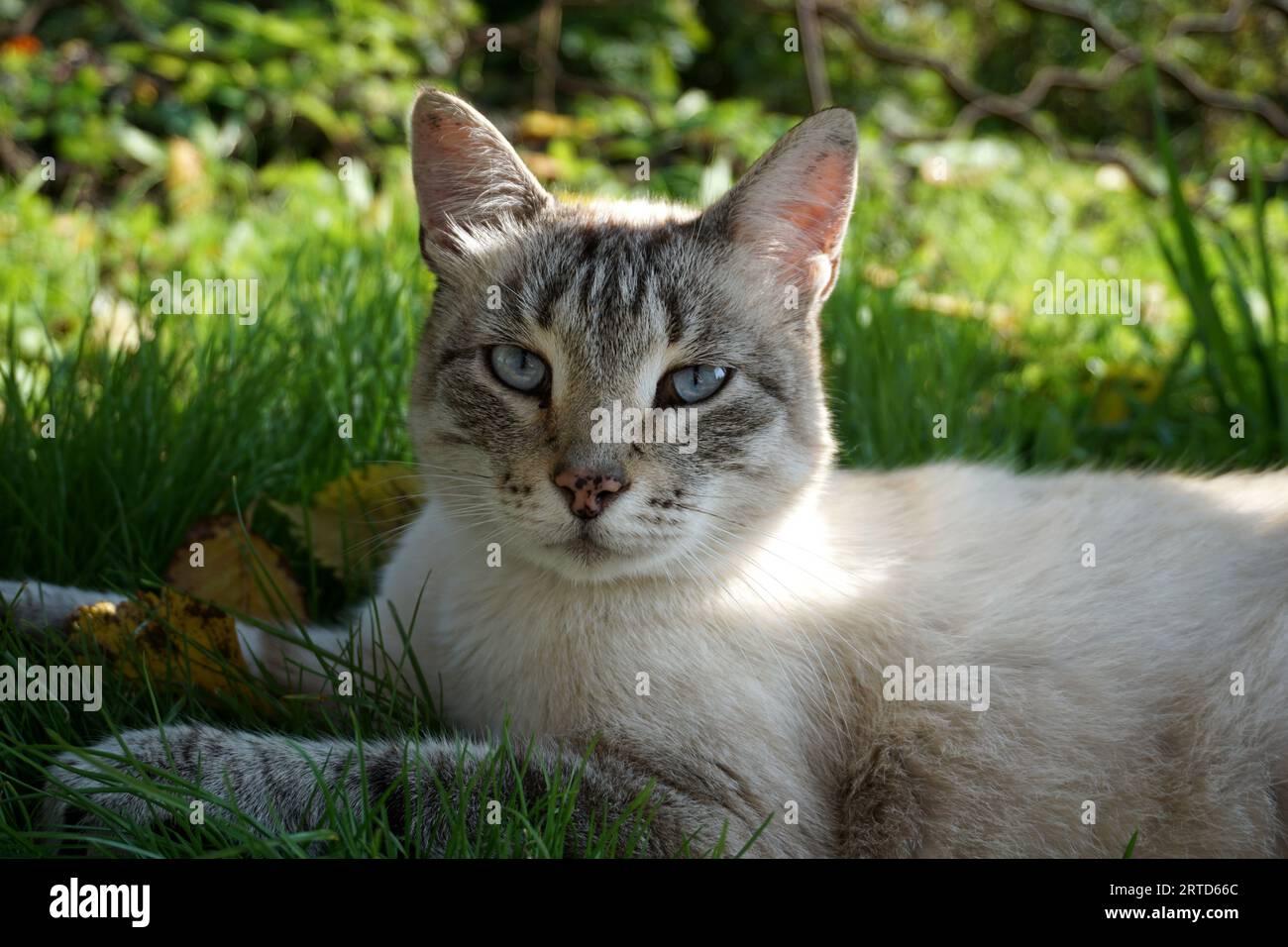 Katzen lustige Katzen Haustiere Stockfoto