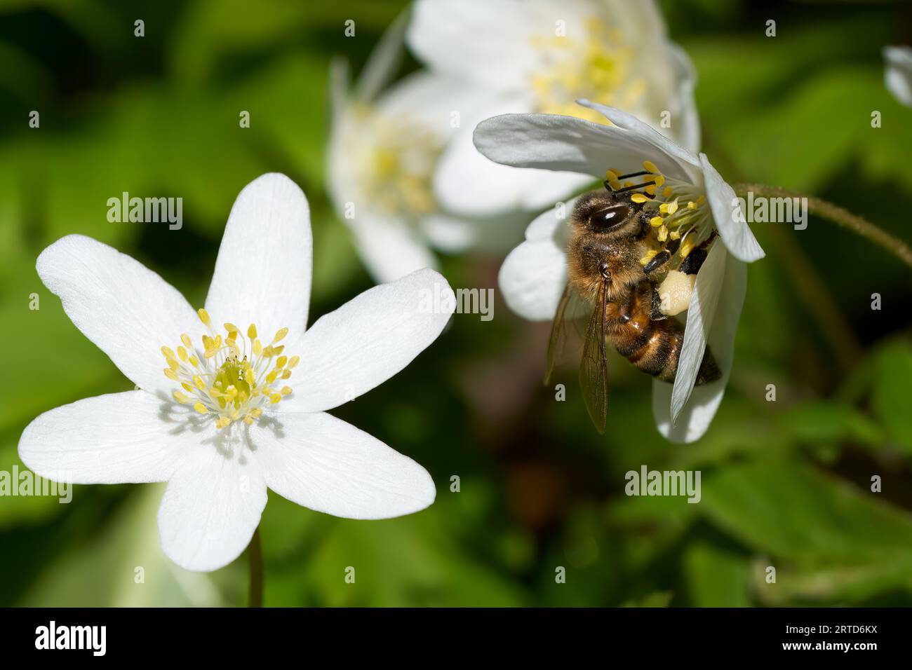 Holzanemonen (Anemone nemorosa) mit einem Bienenpollen Stockfoto