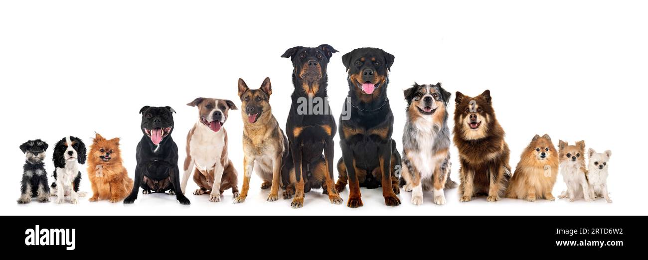 Gruppe von Hunden vor weißem Hintergrund Stockfoto