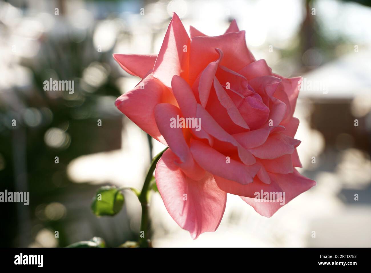 Rosafarbene Blume Stockfoto