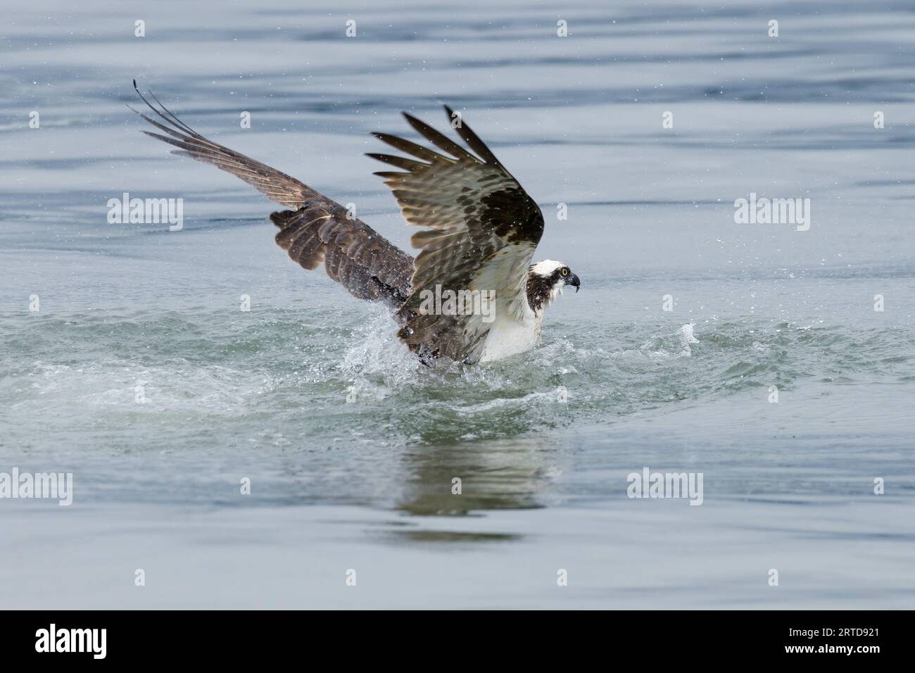 Wilde Fischadler fangen an, mit erhobenen Flügeln aus dem Wasser zu fliegen Stockfoto