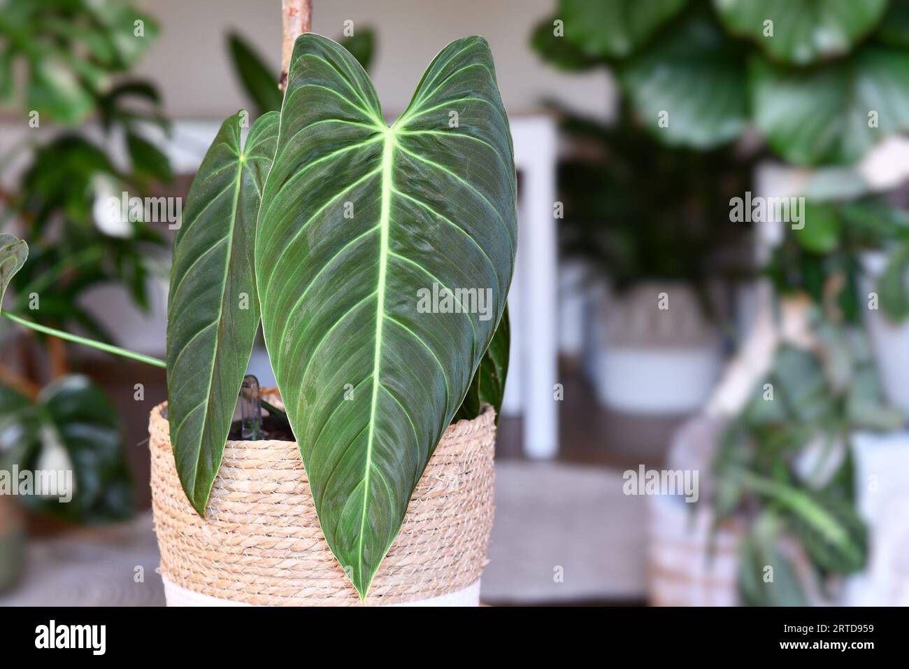 Dekorative zimmerpflanze -Fotos und -Bildmaterial in hoher Auflsung  Alamy