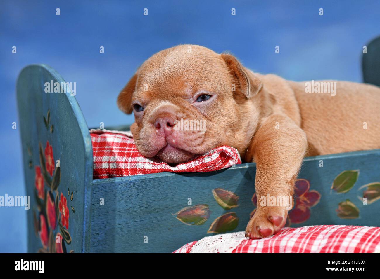 Schokoladenroter französischer Bulldog-Welpe im Bett vor blauem Hintergrund Stockfoto