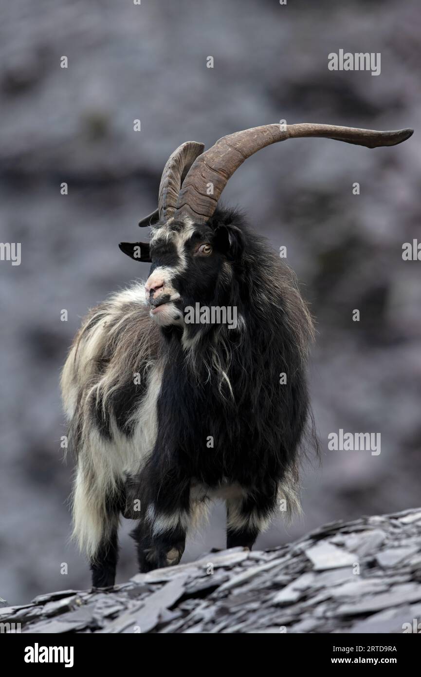 Britische Urziege (Capra hircus) im stillgelegten Schieferbruch in Snowdonia Stockfoto