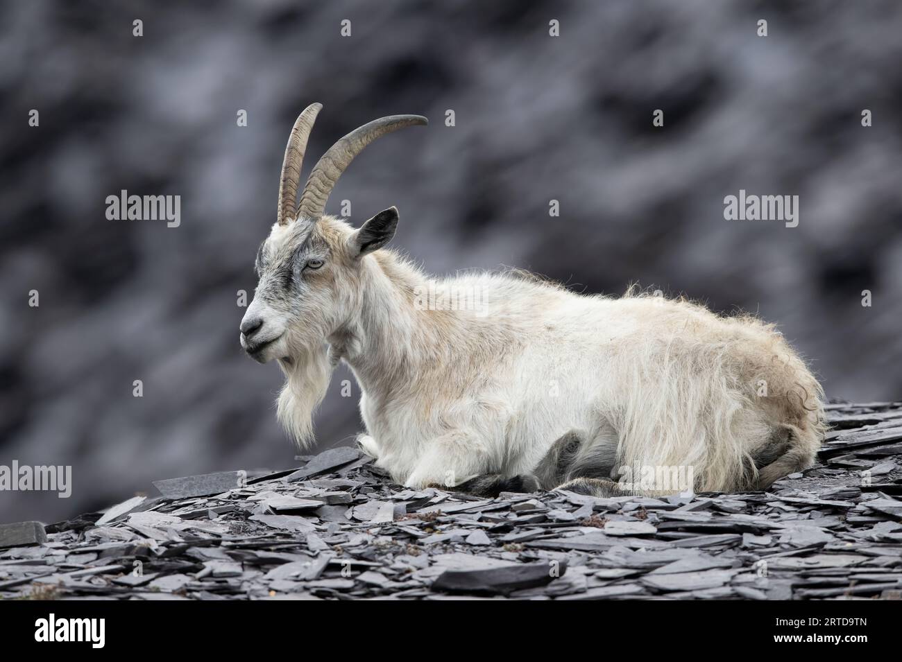 Britische Urziege (Capra hircus) im stillgelegten Schieferbruch in Snowdonia Stockfoto