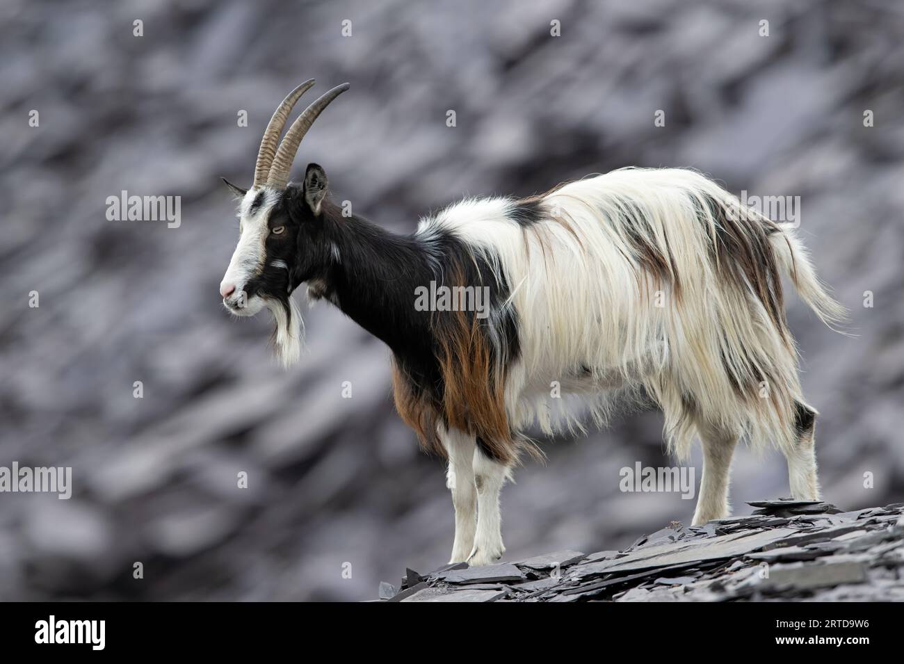 Britische Urziege (Capra hircus) im stillgelegten Schieferbruch in Snowdonia Stockfoto