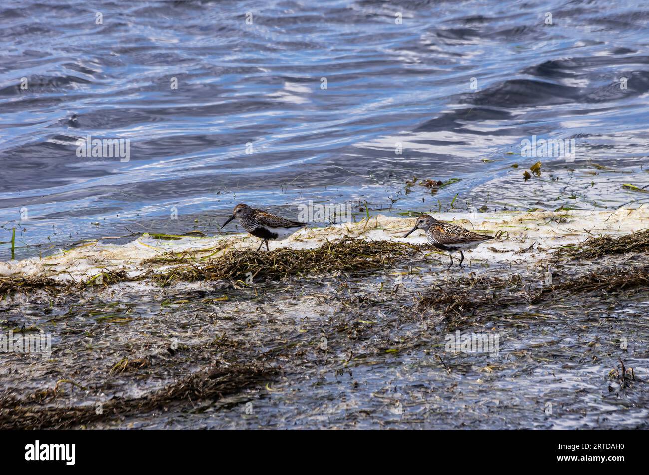 Watvögel in einem Vogelschutzgebiet in der Nähe des Dorfes Färjestaden auf der Insel Öland, Schweden. Stockfoto