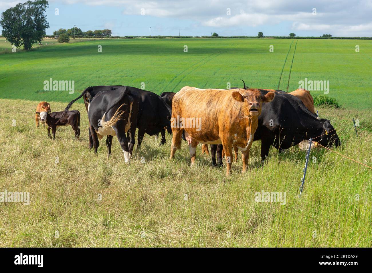 Kühe mit jungen Kälbern im Sommer mit einer Kuh, die Alarm und Moor zeigt. Mit Blick nach vorne auf eine üppige Wiese, die durch einen elektrischen Zaun geteilt ist. Platz für Stockfoto