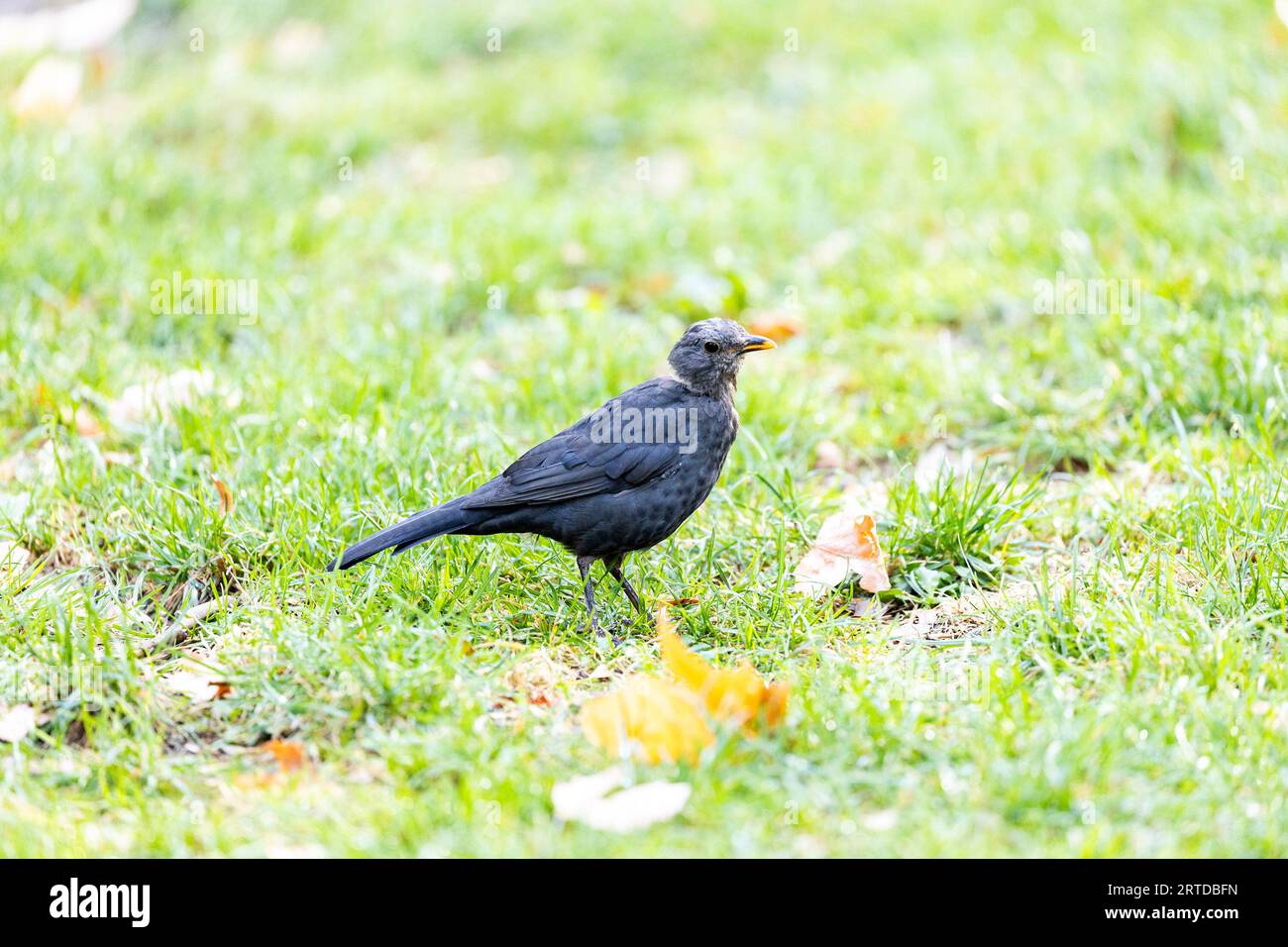 Dubliner liedermacher Fotos und Bildmaterial in hoher Auflösung Alamy