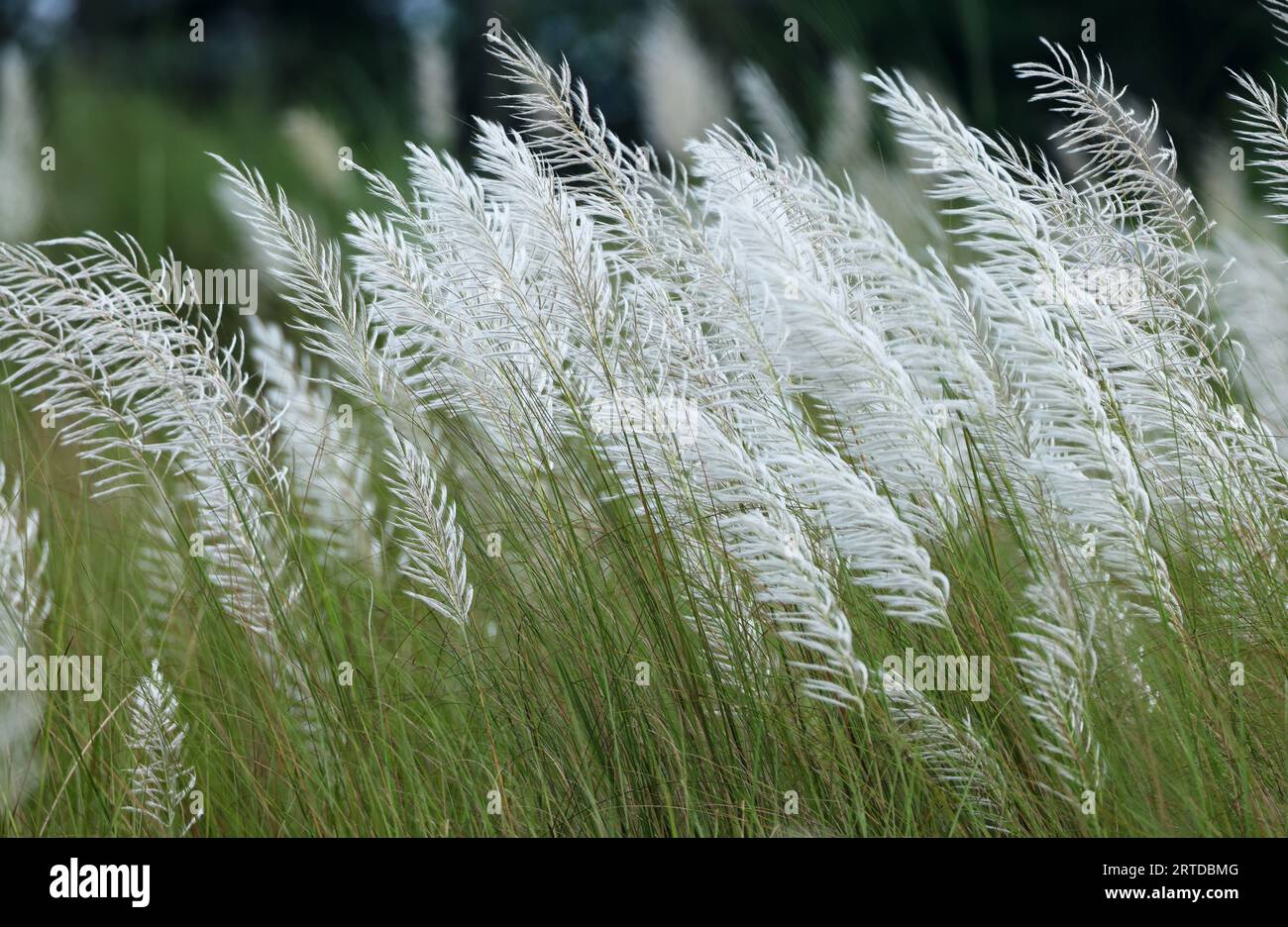 Saccharum spontaneum ist eine Art von mehrjährigem Gras in der Familie der echten Gräser. Dieses Foto stammt aus Bangladesch. Stockfoto
