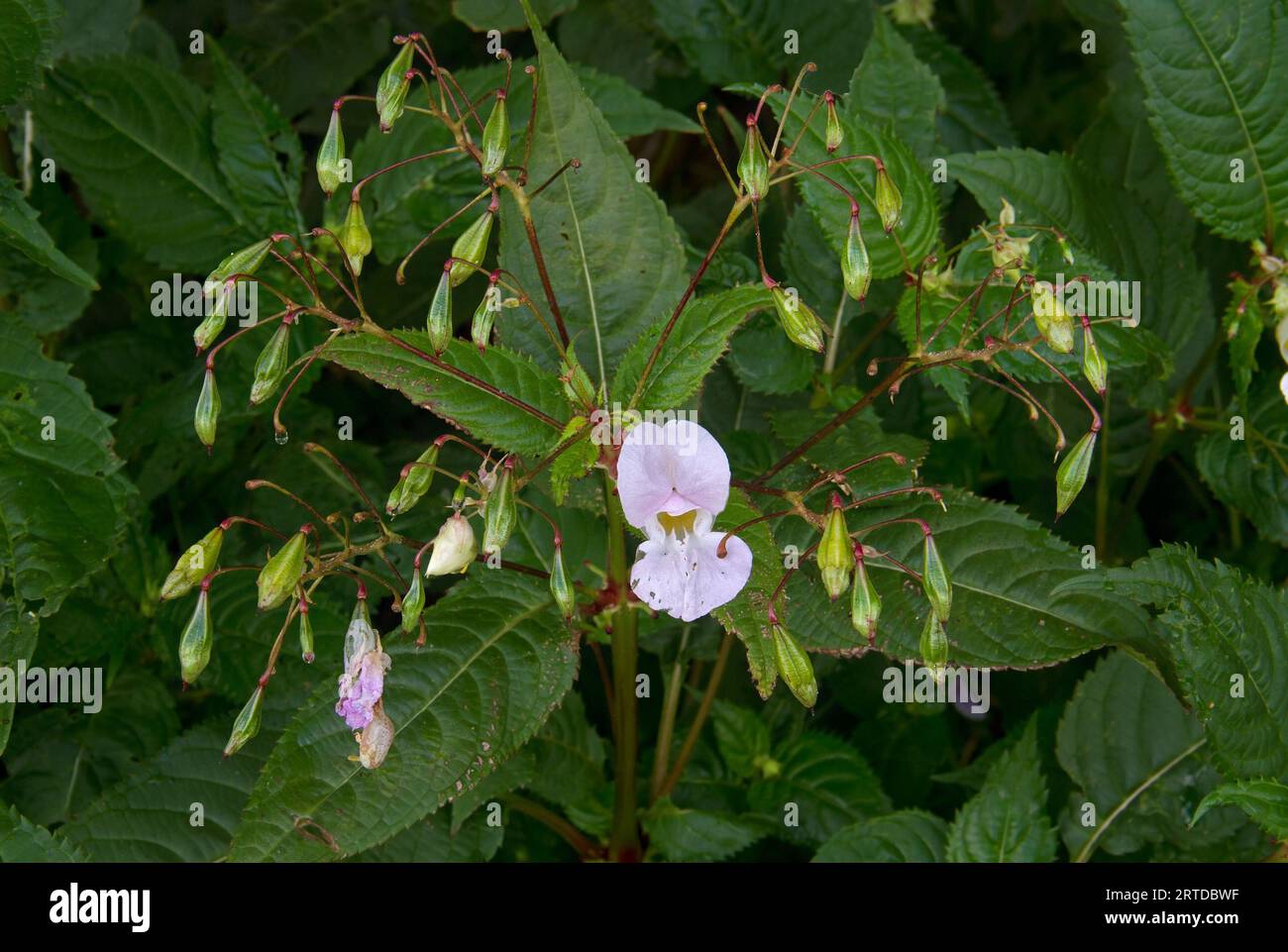 Nahaufnahme von Blume, Blättern und Samenkapseln des Himalaya-Balsams, einer invasiven Art Stockfoto
