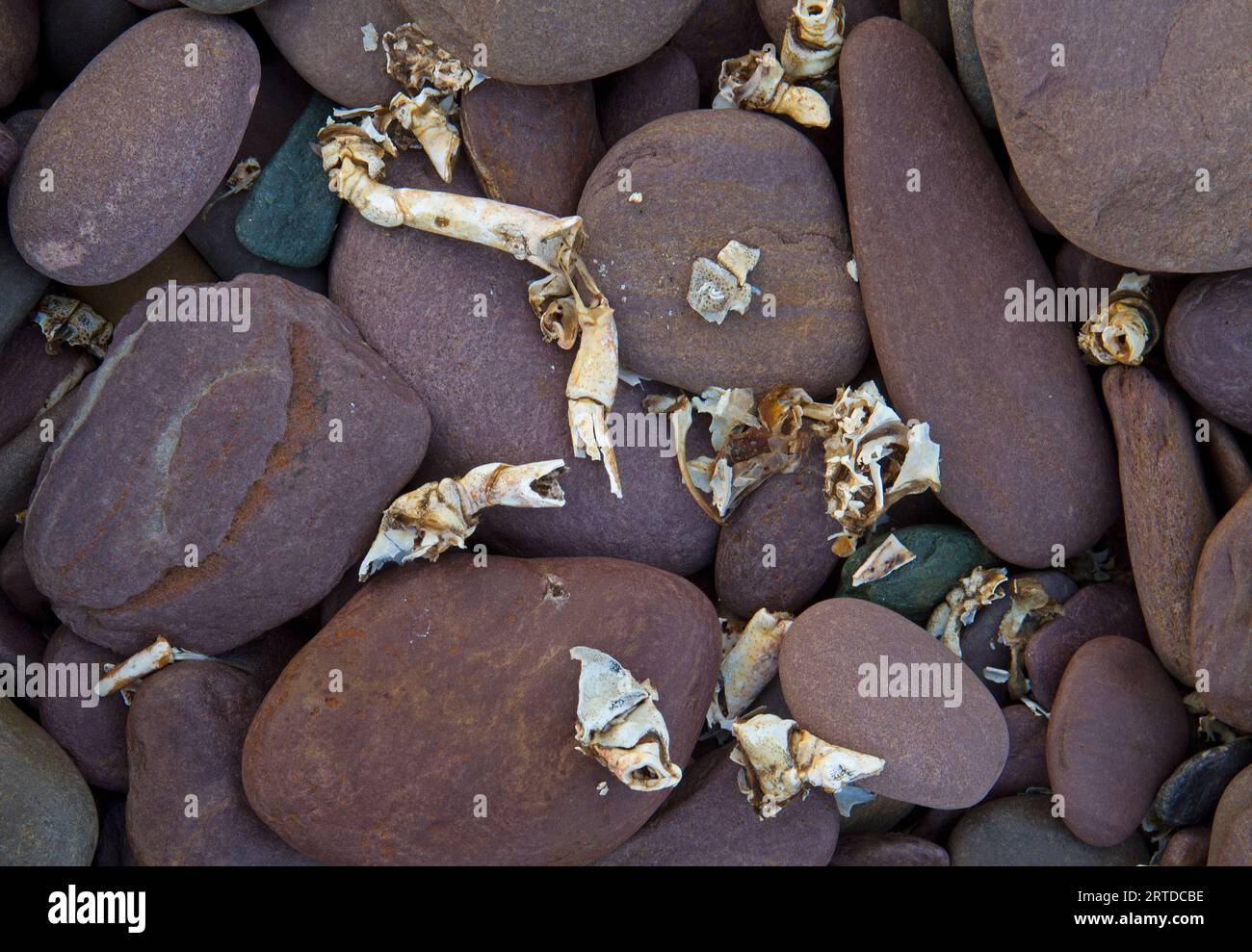 Überreste einer Krabbe, die von Seevögeln gegessen wird, zwischen abgerundeten rotbraunen Steinen an der Küste. Stockfoto