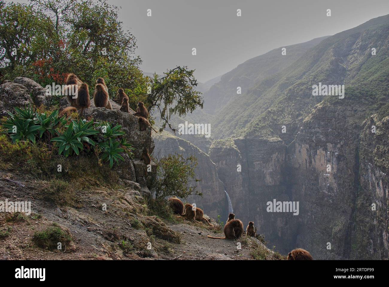 Gelada, Heropithecus Gelada, blutende Herzaffen oder auch Gelada-Pavian sind endemisch in den äthiopischen Hochländern, ihrem natürlichen Lebensraum in den Simien Stockfoto