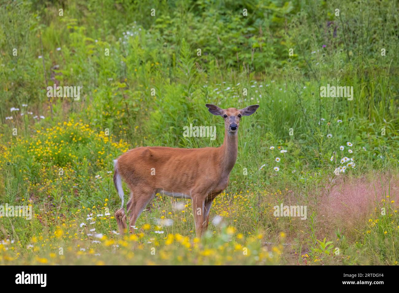 White-tailed doe stehen in einem nördlichen Wisconsin Feld. Stockfoto