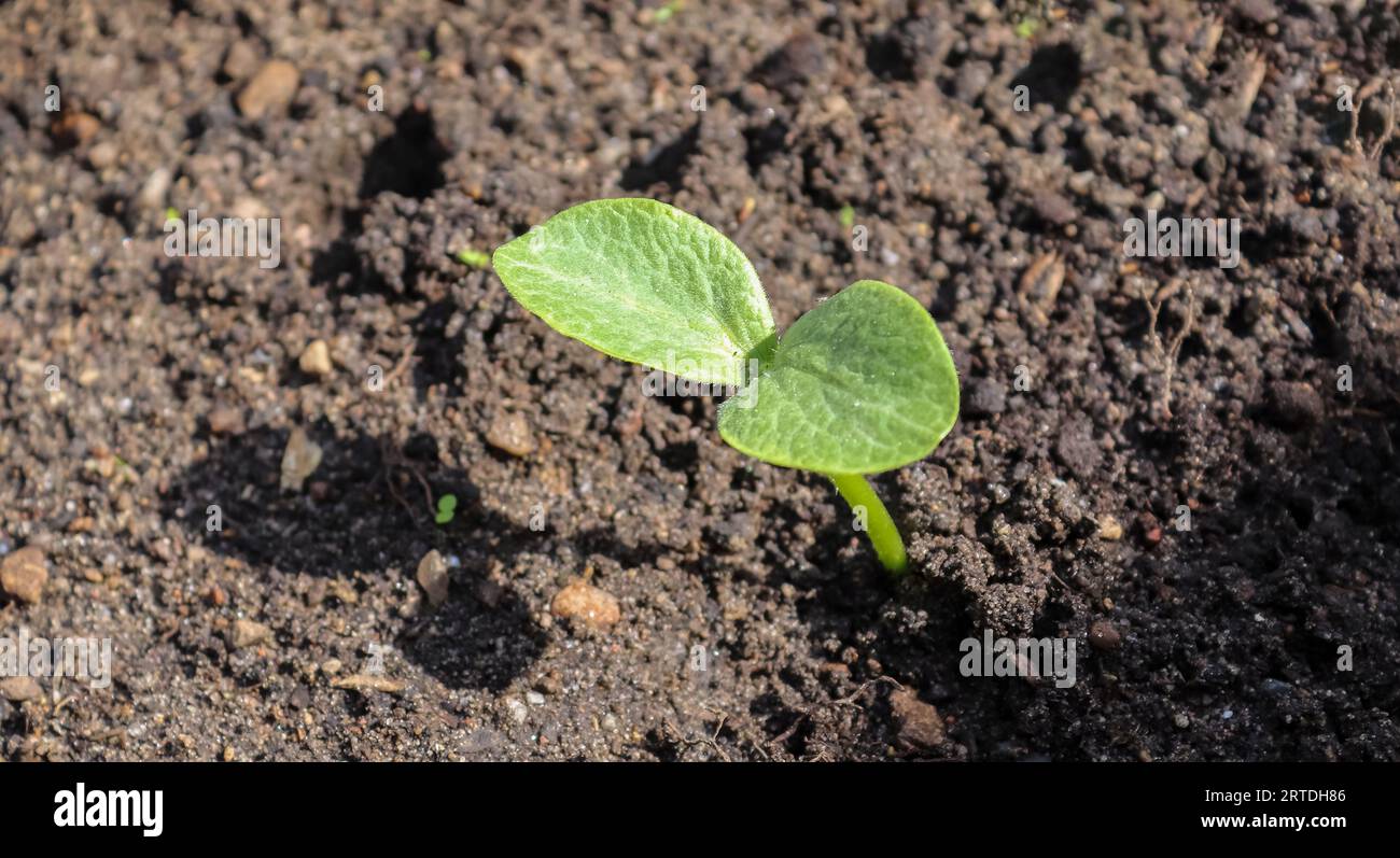 Kleine grüne Gemüsesetzlinge in Einem europäischen Garten Stockfoto