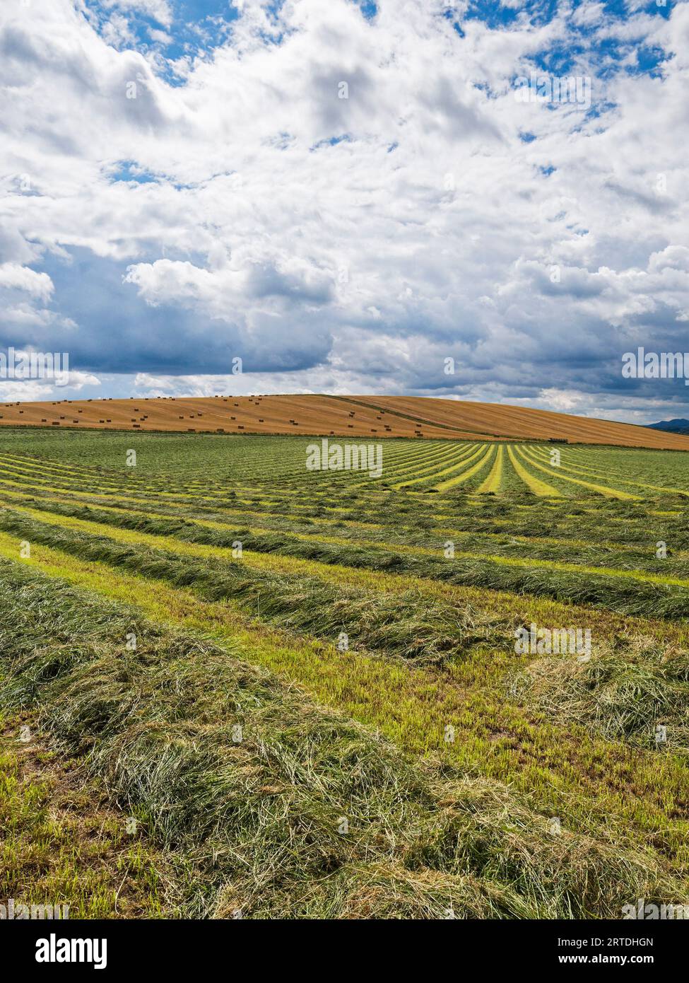 Ackerland im Vereinigten Königreich mit geschnittenem Gras und Heuballen an den schottischen Grenzen. Stockfoto
