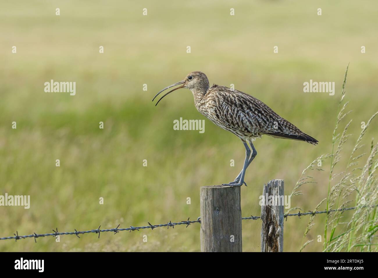 Curlew, wissenschaftliche Bezeichnung: Numenius arquata. Nahaufnahme eines erwachsenen Curlew stand auf einem Zaunpfahl in natürlichem landwirtschaftlichem Lebensraum, nach links gerichtet und rief wi Stockfoto