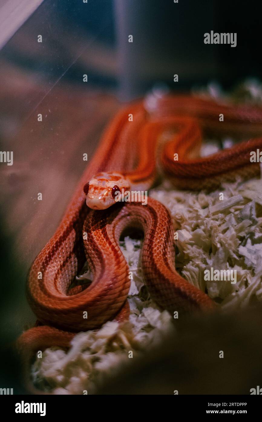 Maisschlange gefangen in einem Terrarium, farbige orange Schlange Stockfoto