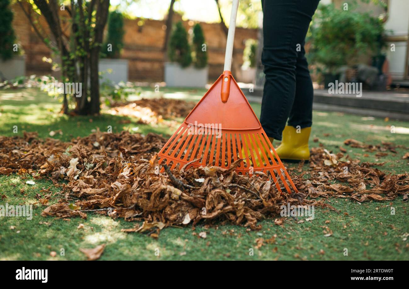 Heruntergefallene Blätter vom Rasen abrechen. Aufräumen von heruntergefallenen Blättern im Garten. Verwenden Sie einen Kunststoff-Rechen, um den Rasen von heruntergefallenen Blättern zu reinigen. Stockfoto