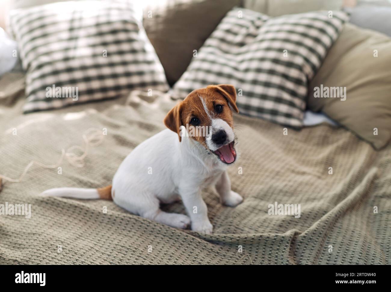 Der süße Jack Russell Terrier Welpe sitzt auf dem Bett. Ein charmantes Haustier. Blick auf die Kamera Stockfoto