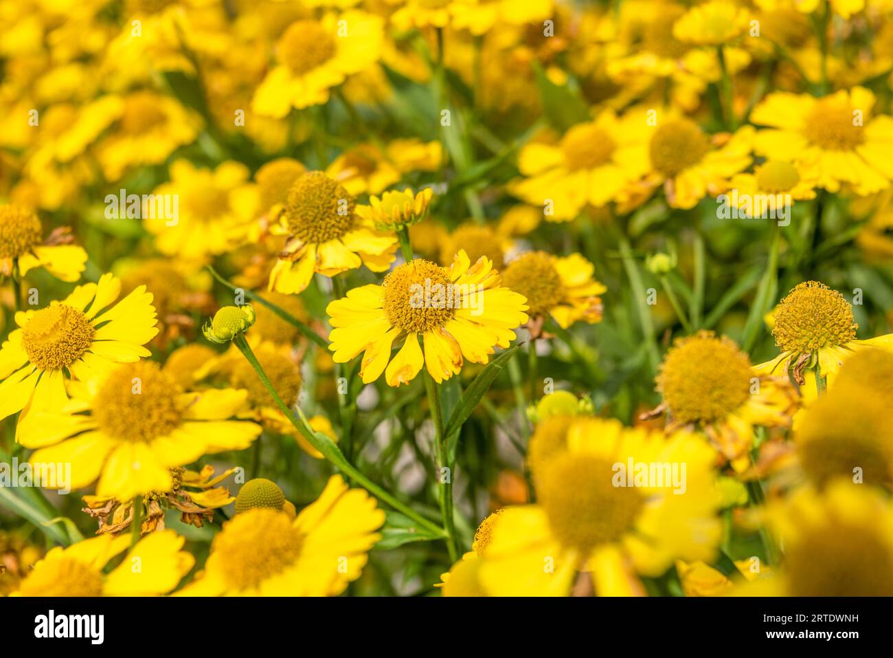 Selektiv fokussierter Vollbild von gelb blühenden Heliumblüten. Fokussieren Sie den mittleren Teil des Fotos. Garten, Cottage, ländlich. Stockfoto