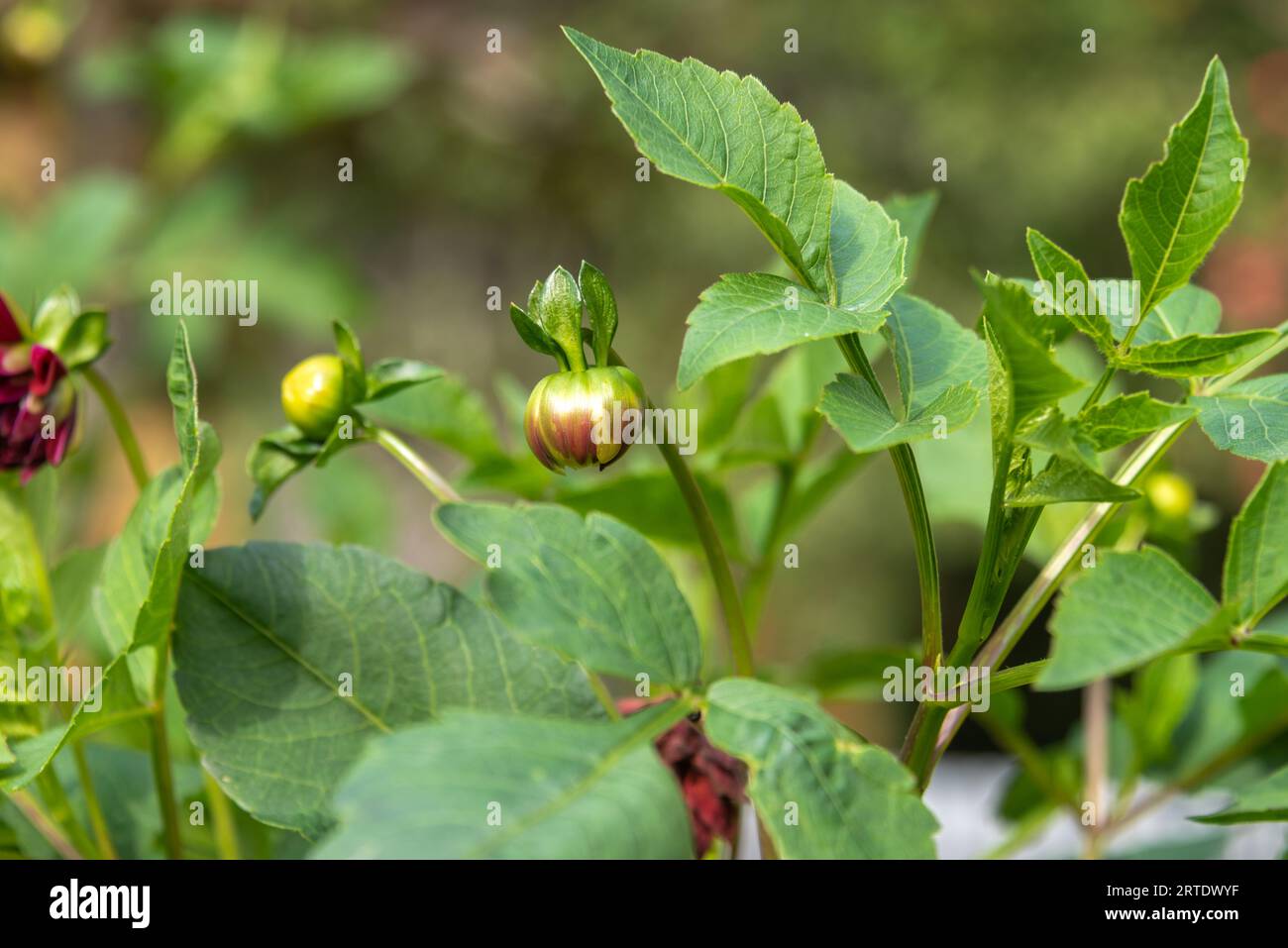 Ungeblasene Dahlienknospen vor einem Hintergrund aus grünen Blättern. Garten, Datscha, ländlich. Stockfoto