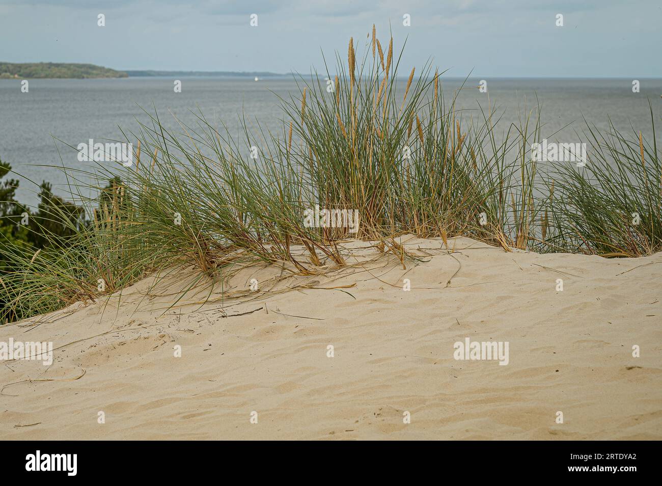 Sanddünen und Weidelgras im Vordergrund mit Textraum und das Meer im Hintergrund, Hvidbjerg, Vejle, Dänemark, 3. September, 2023 Stockfoto