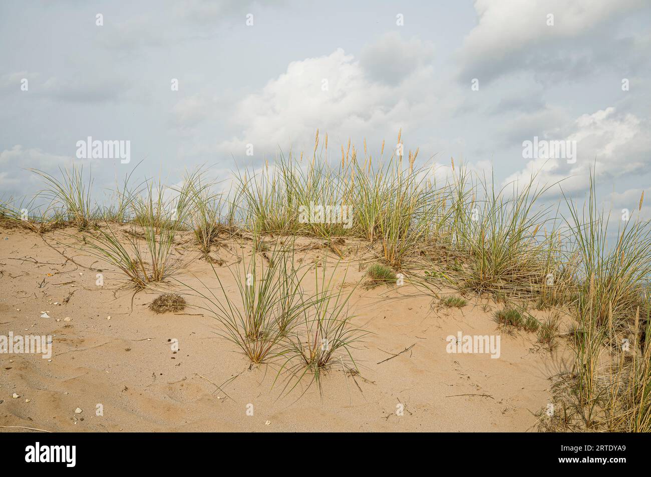 Sanddünen und Weidelgras im Vordergrund unter hellem Himmel, Hvidbjerg, Vejle, Dänemark, 3. September, 2023 Stockfoto