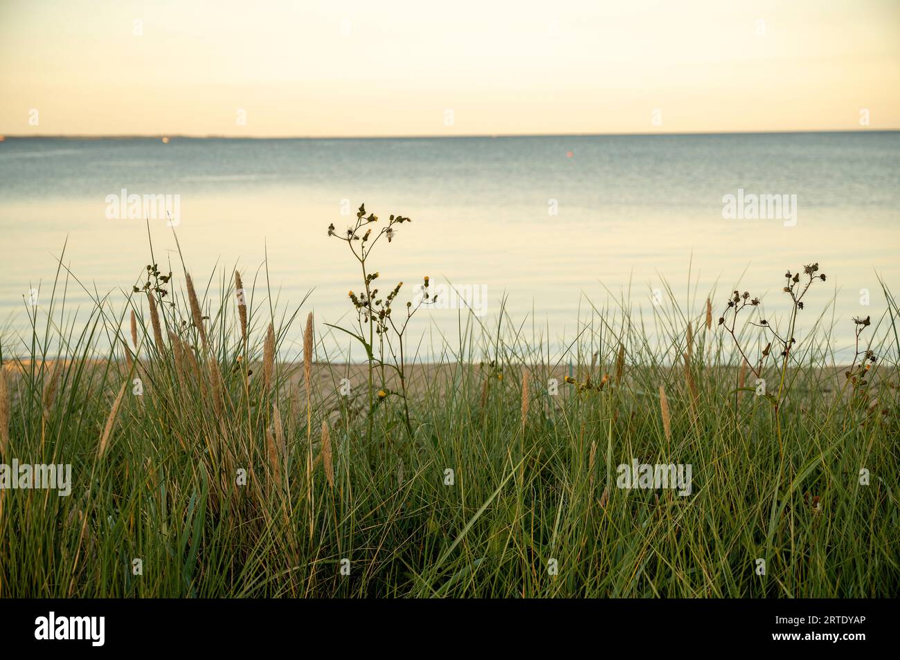 Abendsonne im Roggengras am Strand mit dem Meer im Hintergrund, Hvidbjerg, Vejle, Dänemark, 3. September, 2023 Stockfoto