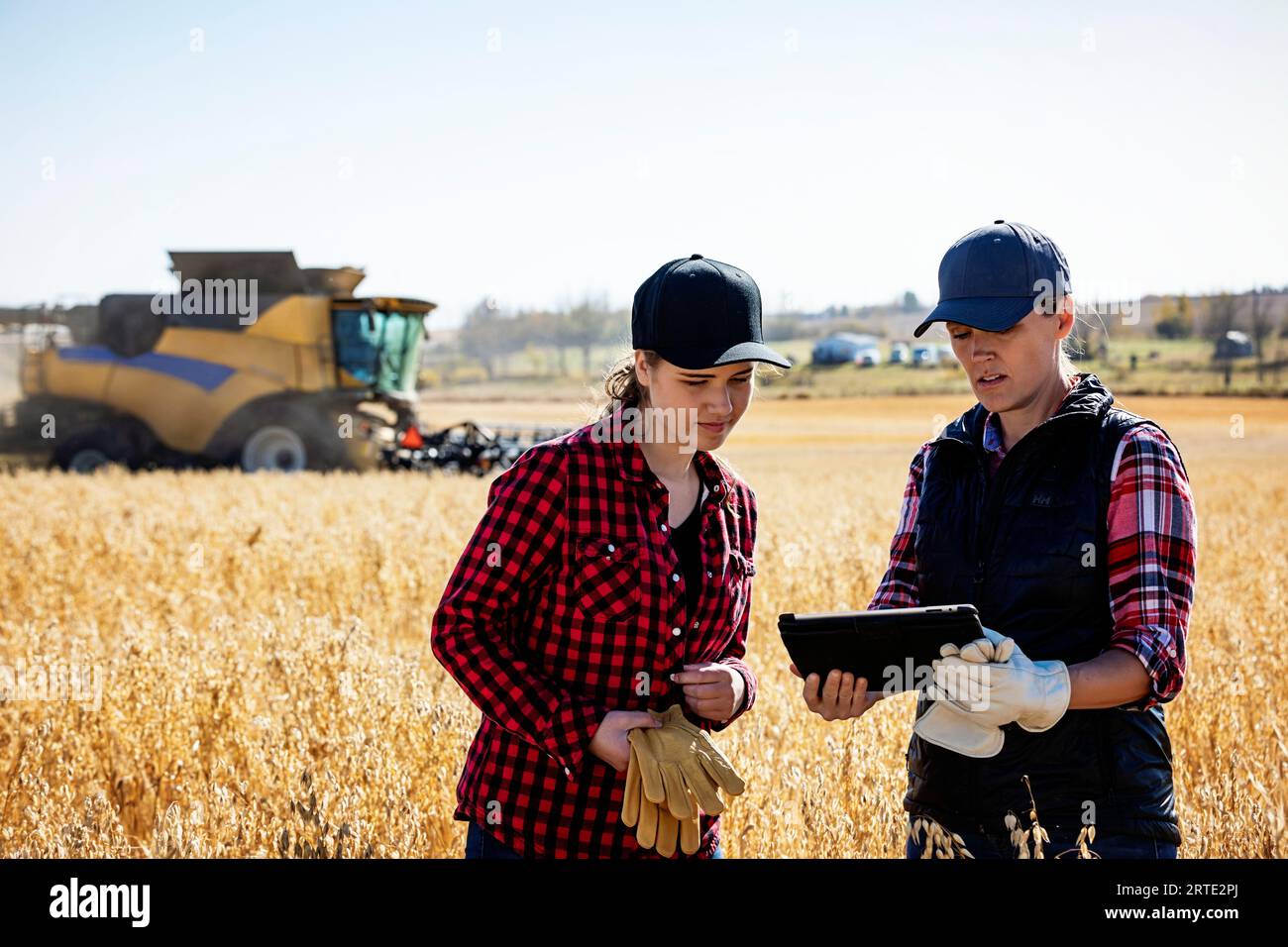 Eine reife Landwirtschaftsfrau, die auf einem Feld steht und mit einer jungen Frau zur Erntezeit zusammen arbeitet, mit fortschrittlicher Agrarsoftware auf einem Pad, mit einem ... Stockfoto