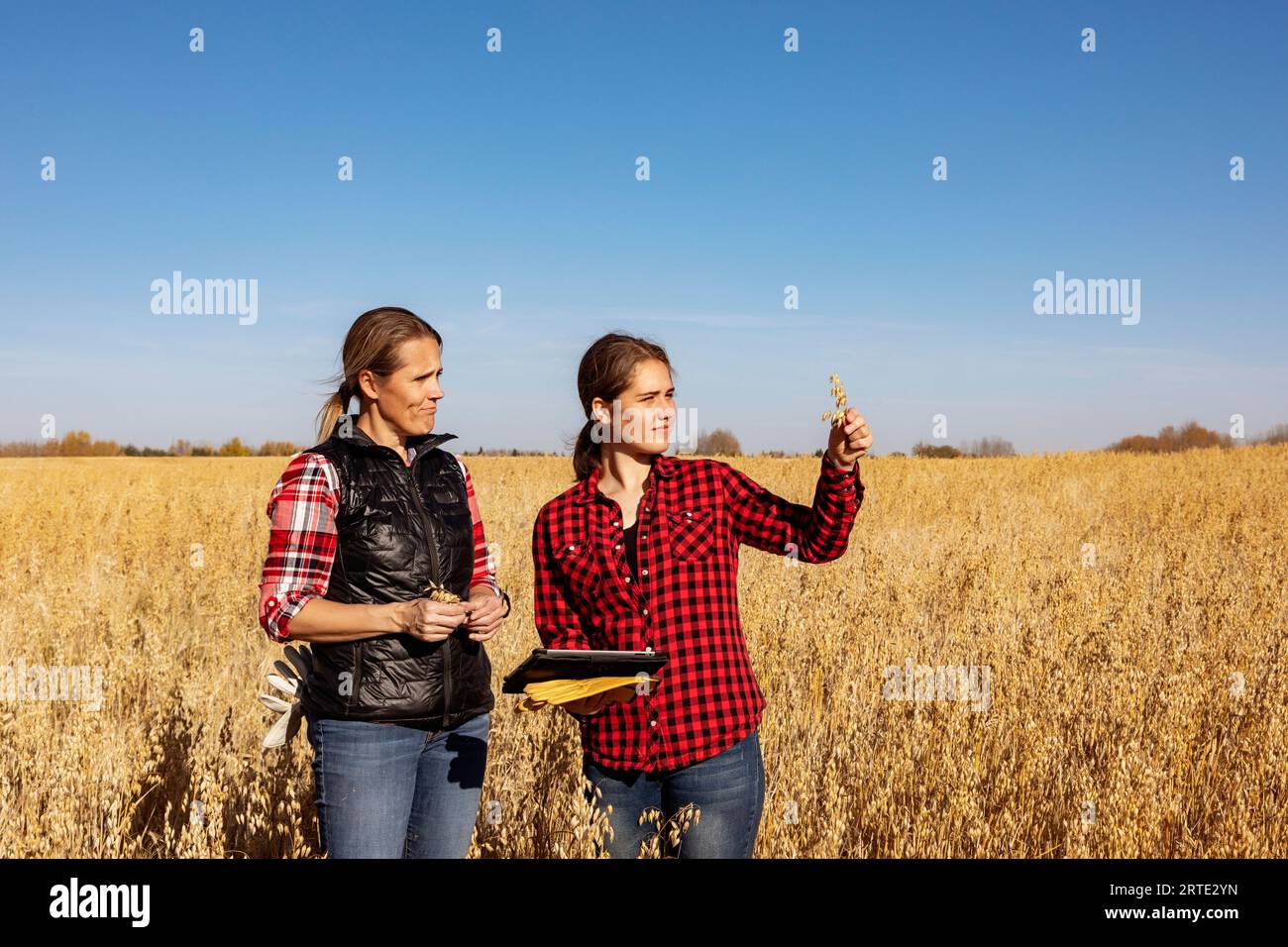 Eine reife Bauernhoffrau, die auf einem Feld steht, zusammen mit einer jungen Frau zur Erntezeit arbeitet und Haferköpfe überprüft und eine fortschrittliche Software verwendet... Stockfoto