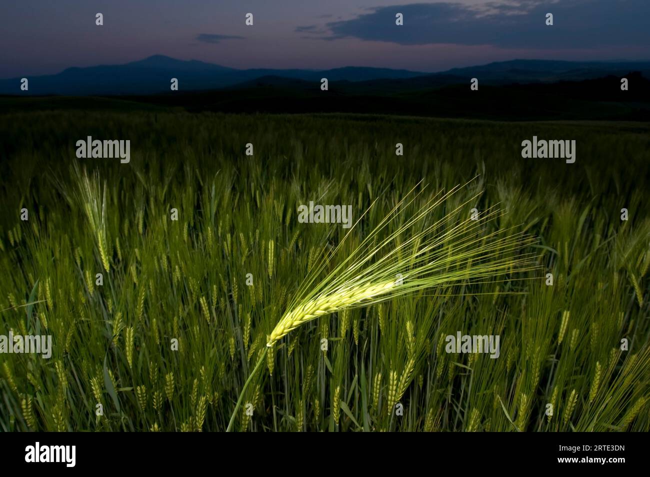 Licht spielt auf Weizenstängeln, während die Sonne untergeht; Pienza, Toskana, Italien Stockfoto